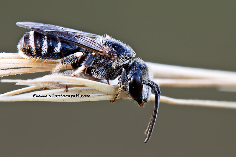 Apidae Halictinae